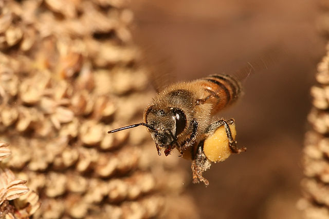 File:Apis mellifera flying.jpg