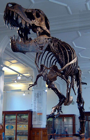 File:Stan the Trex at Manchester Museum.jpg