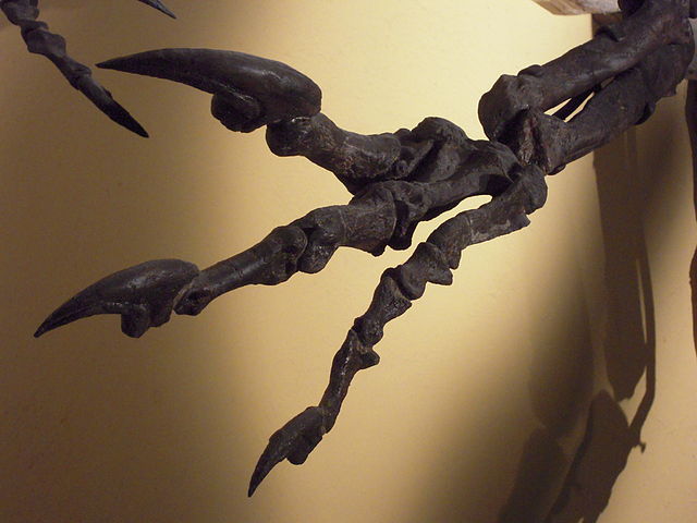 File:Allosaurus-fragilis-Klauen.JPG