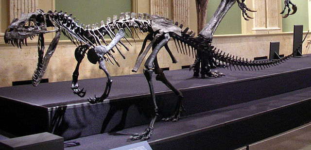 File:Ceratosaurus mounted.jpg