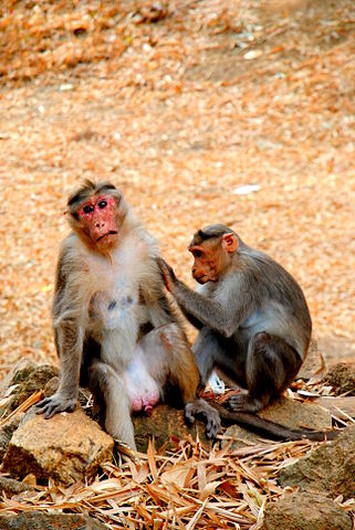 File:Monkey Acts.jpg