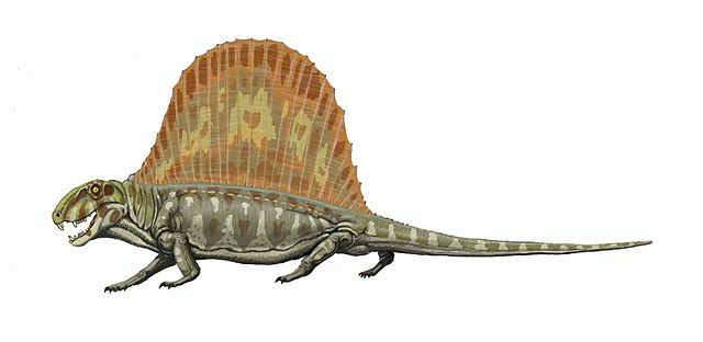 File:Dimetrodon milleri.jpg
