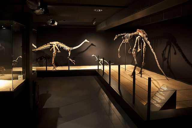 File:Gallimimus fossils.jpg