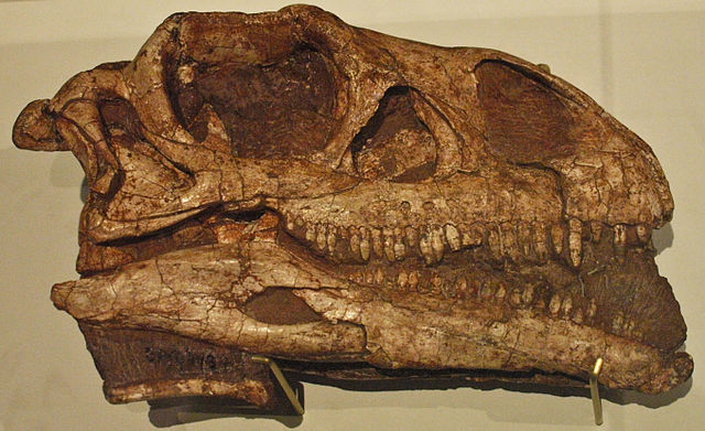 File:August 1, 2012 - Massospondylus carinatus Fossil Skull on Display at the Royal Ontario Miseum (BP-I-4934).jpg