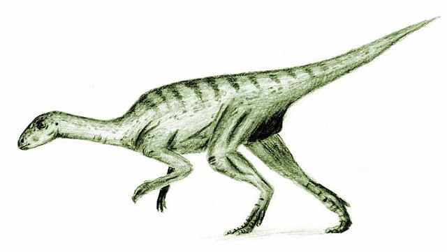 File:Agilisaurus2.jpg