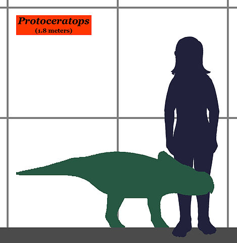 File:Protoceratops-human size.JPG