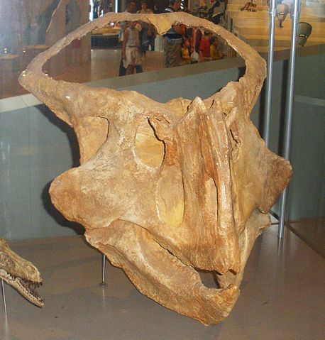 File:Protoceratops hellenikorhinus 1.jpg