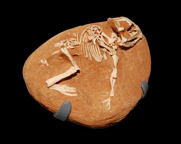 File:Amnh protoceratops hatchling1.JPG