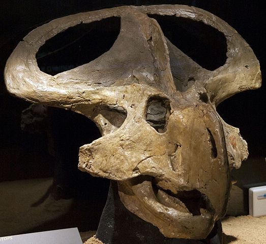 File:Protoceratops andrewsi (1).jpg