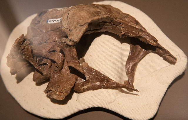 File:Theropod braincase.jpg