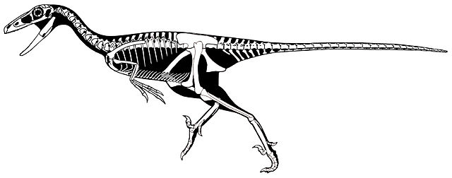 File:Troodon skeletal.jpg