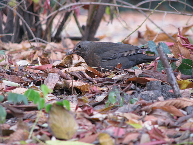 File:Turdus merula -autumn leaves -Budapest-8.jpg
