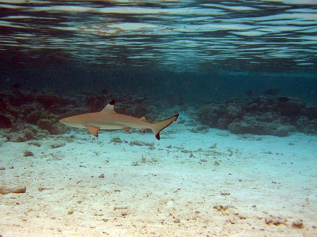 File:Carcharhinus melanopterus maldives.jpg