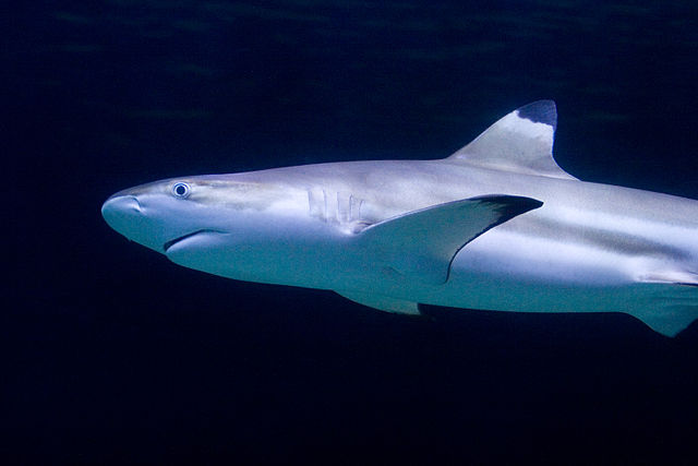 File:Carcharhinus melanopterus vancouver.jpg