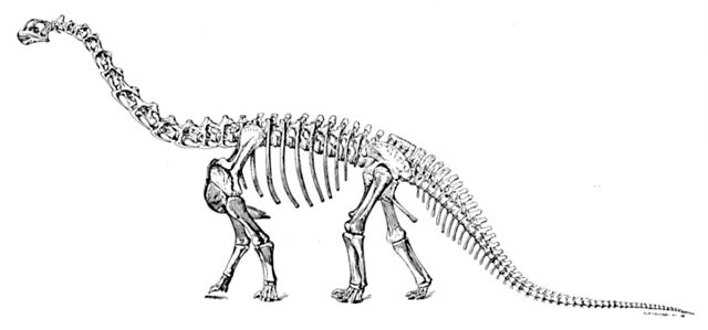 File:Sharp naturalhistory1921 camarasaurus.jpg