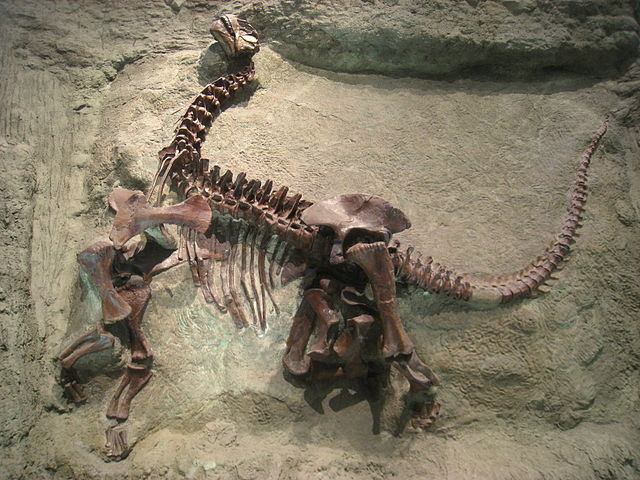 File:Camarasaurus lentus - IMG 0666.jpg
