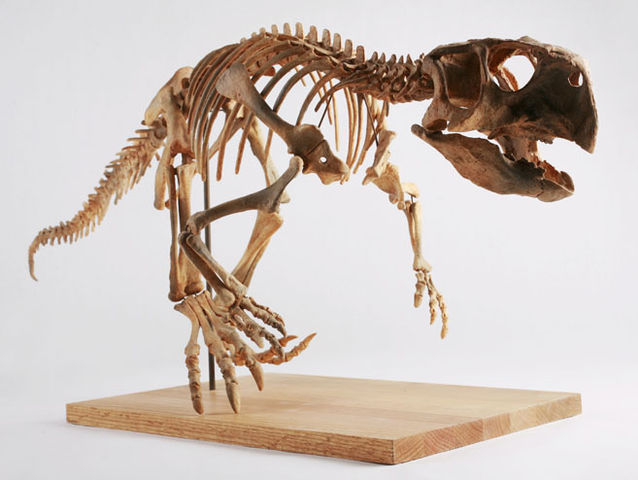 File:The Childrens Museum of Indianapolis - Psittacosaurus skeleton cast.jpg