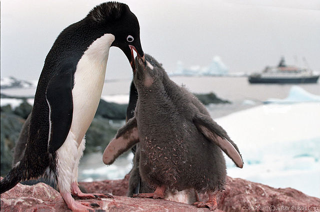 File:Antarctic adelie penguins (js) 21.jpg