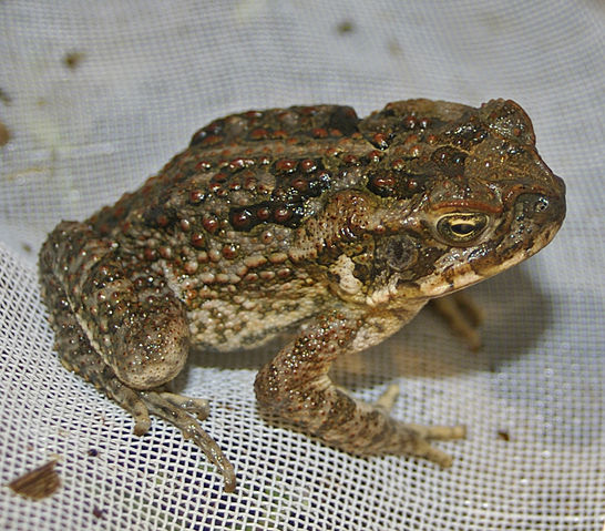 File:Young Bufo marinus.jpg