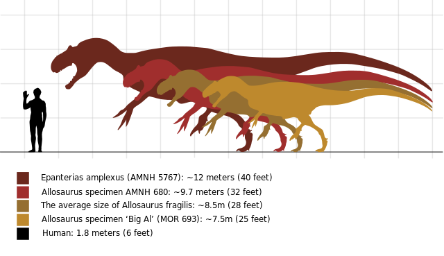 File:Allosaurus size comparison.svg