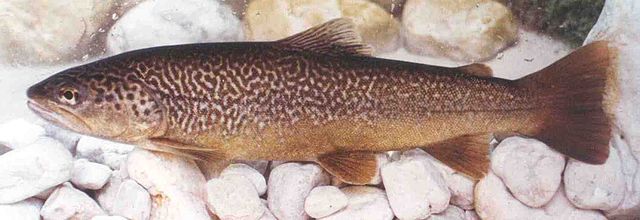 File:Marble trout from zadlaščica.jpg