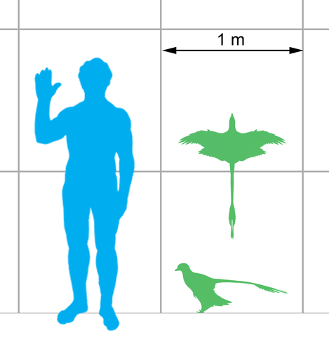 File:Microraptor scale.png