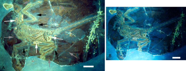 File:Microraptor gui holotype under UV light.png
