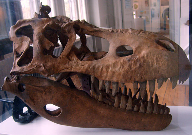 File:Albertosaurus skull cast.jpg