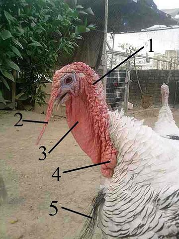 File:Anatomy of turkey head.jpg