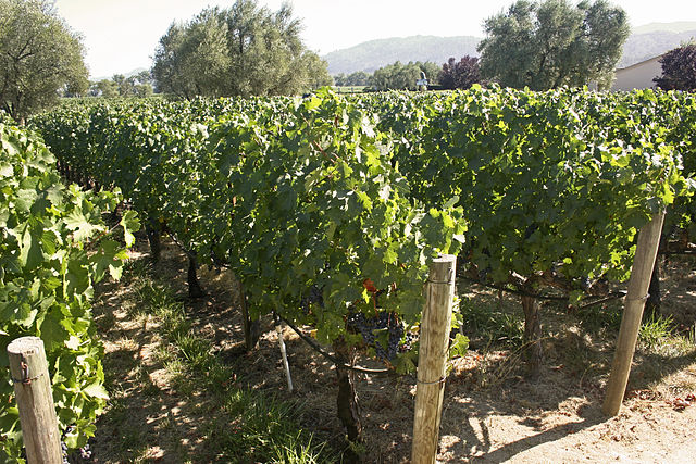 File:Grape Vineyard.jpg