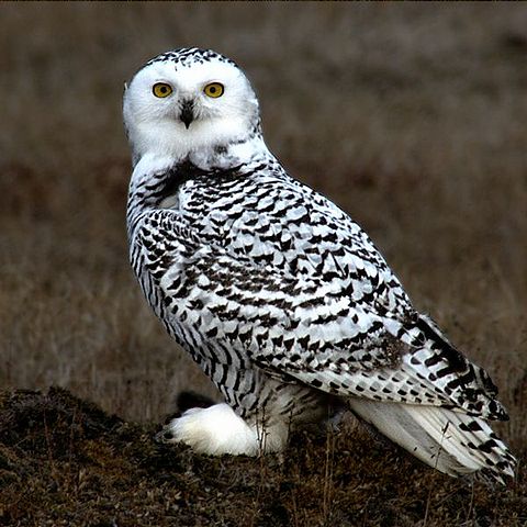 File:Snowy Owl Barrow Alaska.jpg
