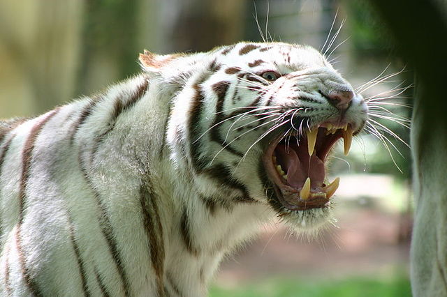 File:Tigre d'Asie à robe blanche.jpg