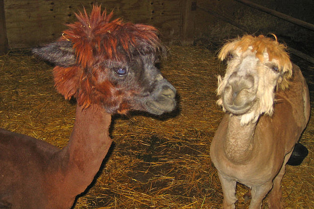 File:Alpacas (506819564).jpg
