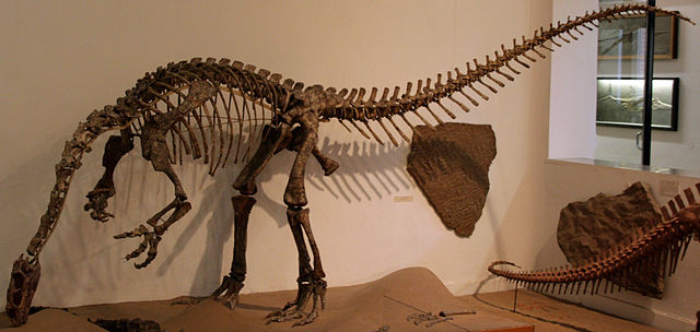 File:Plateosaurus Skelett 1.jpg