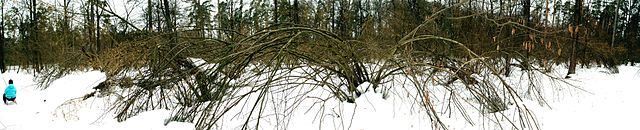 File:Ліщина взимку, 2.JPG