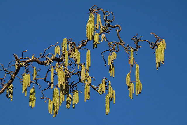 File:Hazelnut in blossom.jpg