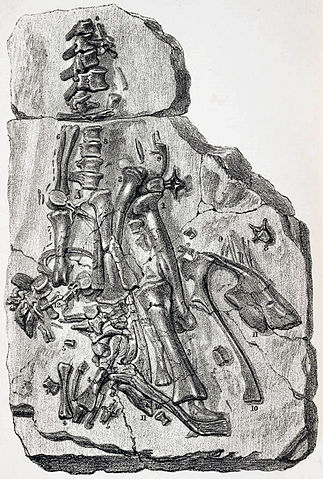 File:Maidstone fossil Iguanodon 1840.jpg