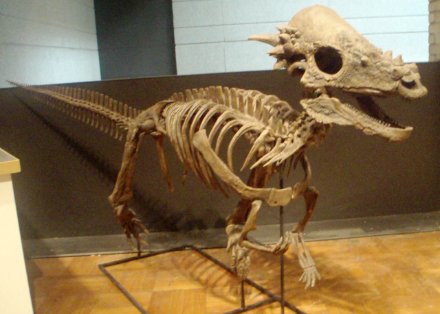 File:Pachycephalosaurus RoyalOntarioMuseum.png
