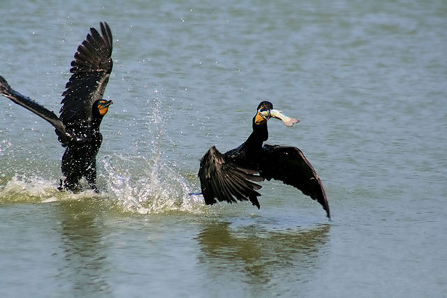 File:Two Phalacrocorax auritus and one fish edit.jpg