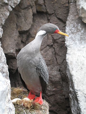 File:Cormoran gris en Puesto del japones.jpg