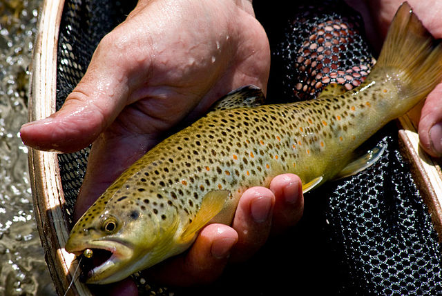 File:Browntrout029.jpg