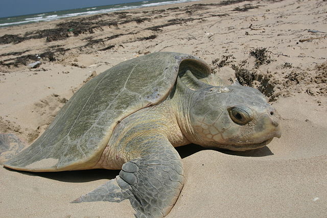 File:Kemp's Ridley sea turtle nesting.JPG