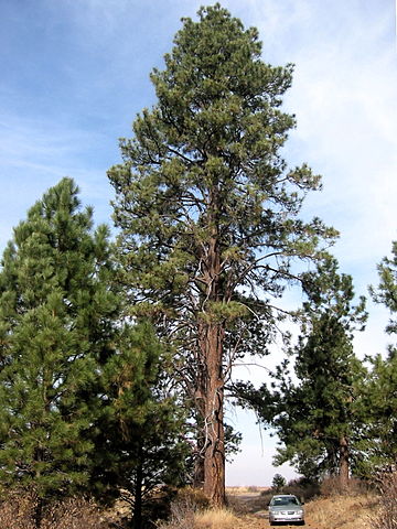 File:Pinus ponderosa 8144t.jpg