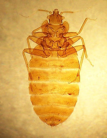 File:Cimex lectularius 3.jpg