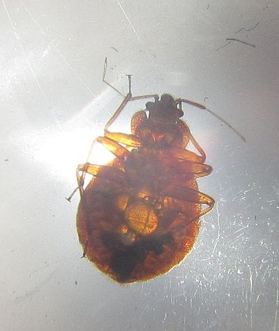 File:Bed bug with hunger bubbles dsws.JPG