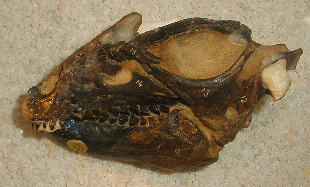 File:Hipsylophodon foxi skull.jpg