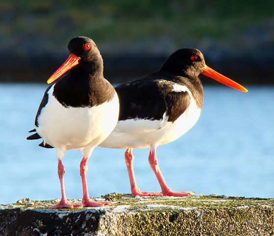 File:Haematopus ostralegus Norway.jpg