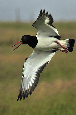 File:Haematopus ostralegus -Faroe Islands, Kingdom of Denmark -flying-8.jpg