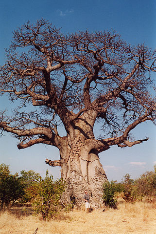 File:Baobob tree.jpg