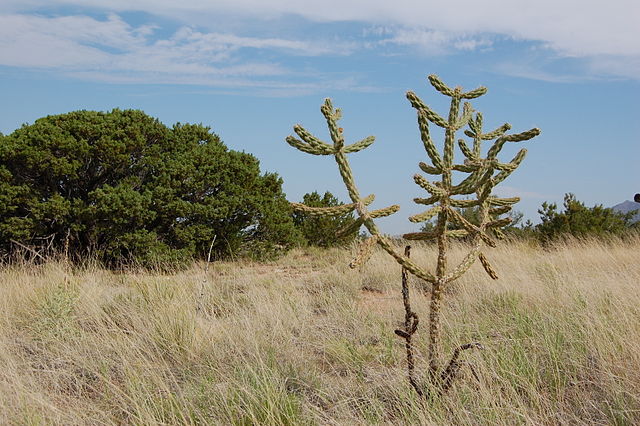 File:Cane Cholla, Albuquerque.JPG
